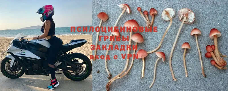 Галлюциногенные грибы Psilocybe  где продают наркотики  Беслан 